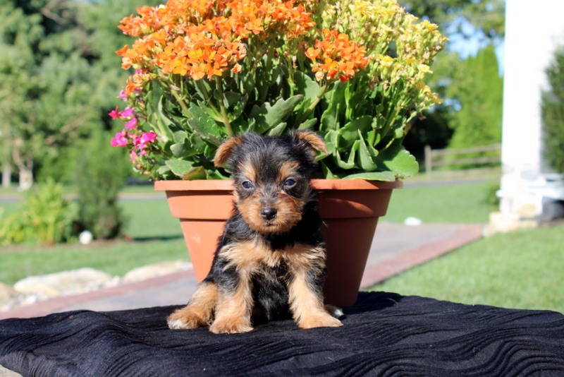 puppy, for, sale, Yorkshire Terrier, Matthew B. Stoltzfus, dog, breeder, Gap, PA, dog-breeder, puppy-for-sale, forsale, nearby, find, puppyfind, locator, puppylocator, aca